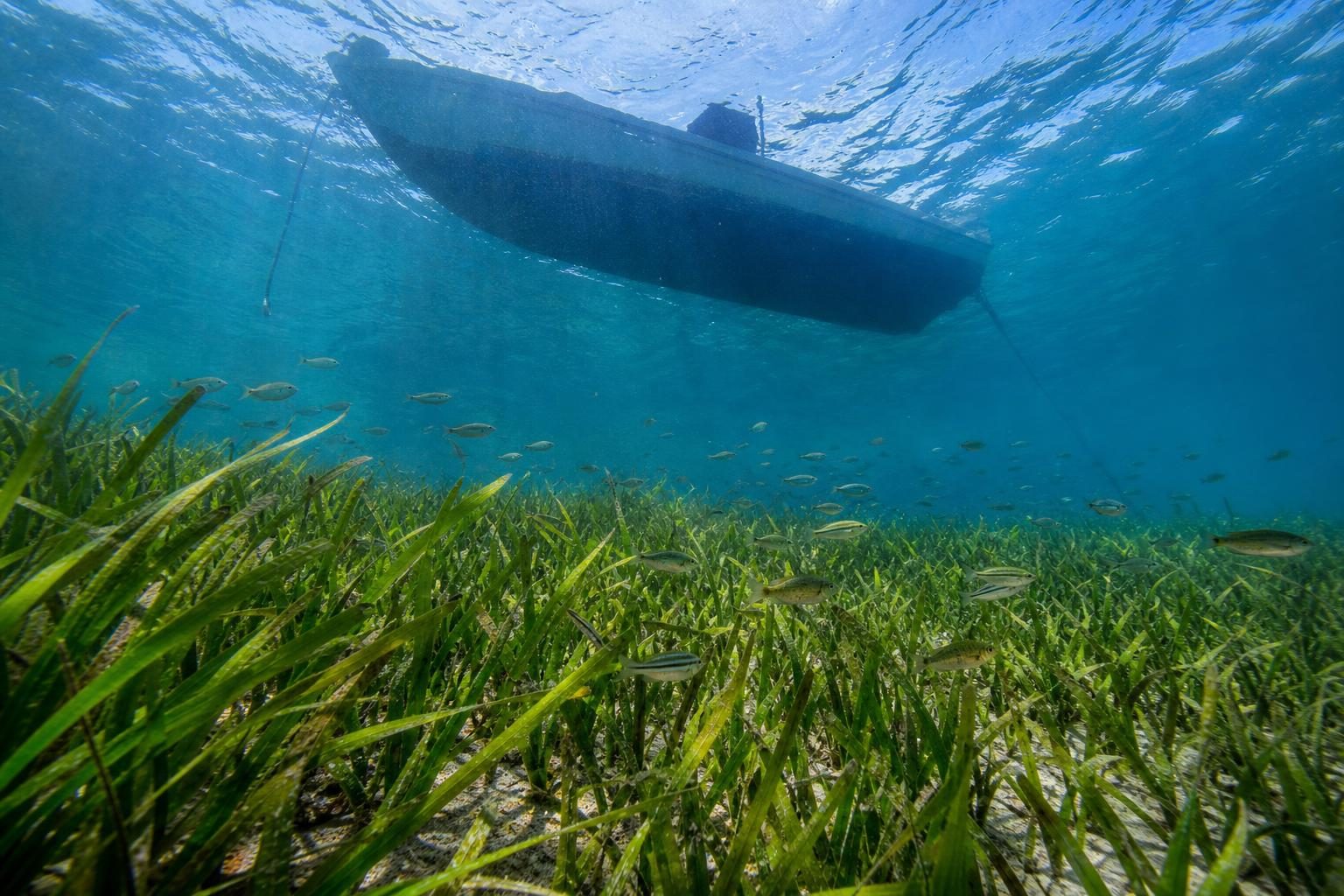 Small fish swim through a shallow seagrass meadow beneath the shadow of a fishing boat.