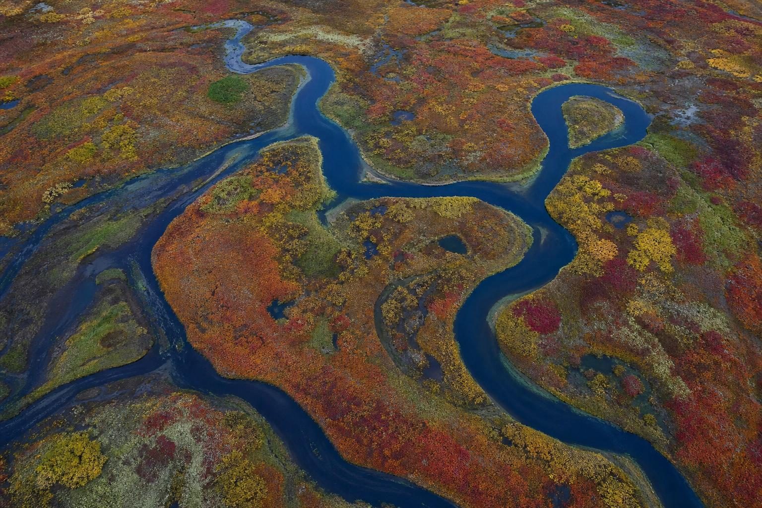 A winding river runs through colorful low tundra plants in early fall.