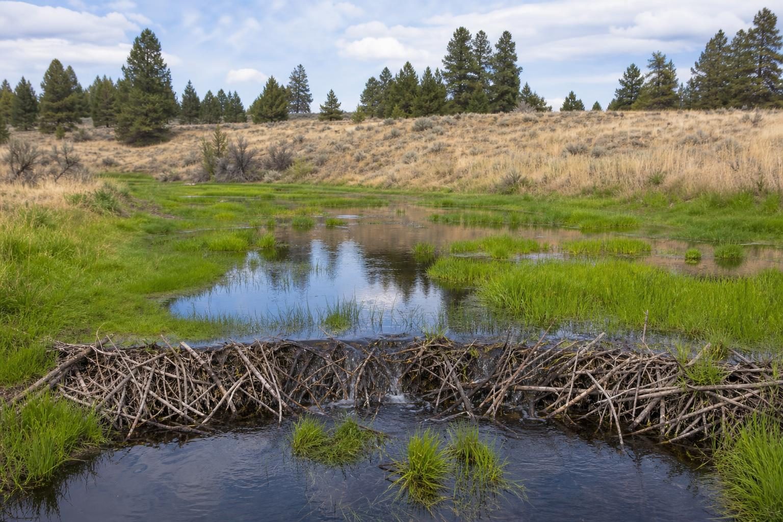 Una represa de castores retiene agua en un humedal verde, mientras un pastizal más seco la rodea.